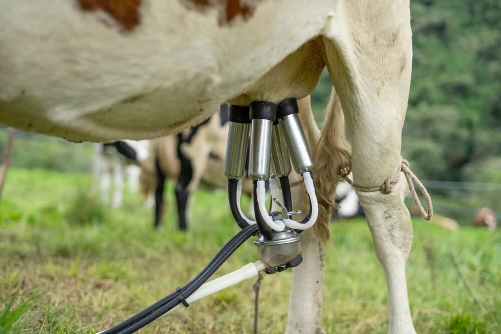 Zapobieganie mastitis u krów - jak ułatwić utrzymanie higieny strzyków u krów?